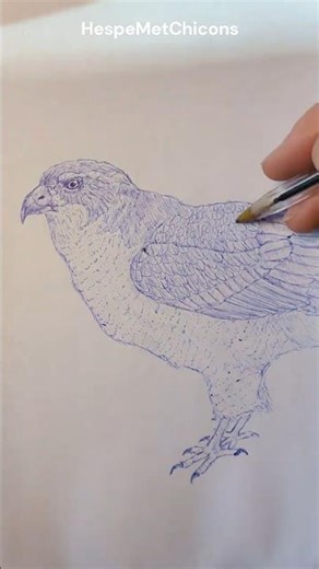 Raptor bird drawing goshawk #art #drawing #sketching #animals #birds #hawk #shorts