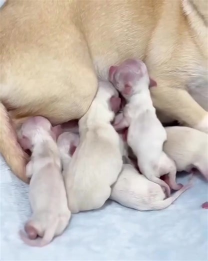 How beautiful is this video..! | Chihuahua Lovers