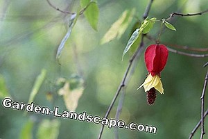 Plantes: Schönmalve, Zimmerahorn, Abutilon megapotamicum - soins | 2025