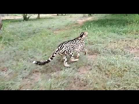Watch how a King cheetah runs in slow motion