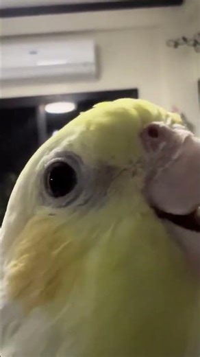 @tailsthetiel: Cockatiel mimic lizard sound, #birds, #parrot