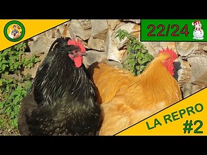 LA REPRODUCTION | ÉPISODE 2 | DÉBUT DE LA REPRODUCTION DES POULES !