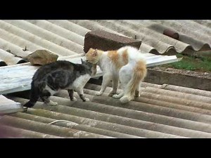 Combat de chat Chlef RADAR Zone 10 (ivan) violent * Cat Figth *