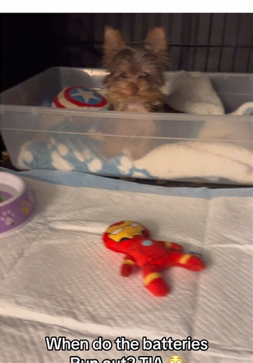 The Cutest Micros You'll Ever See!