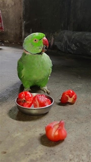 95K views · 1.8K reactions | Angry  Talking Parrot 列 #reels #reelsvideo #talkingparrot #parrot #funny | Chandu Dot Com | Facebook