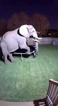 Wild Animals on Trampoline! Unbelievable Footage