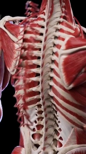 121 reactions · 32 shares |  Let’s delve into the amazing anatomy of...