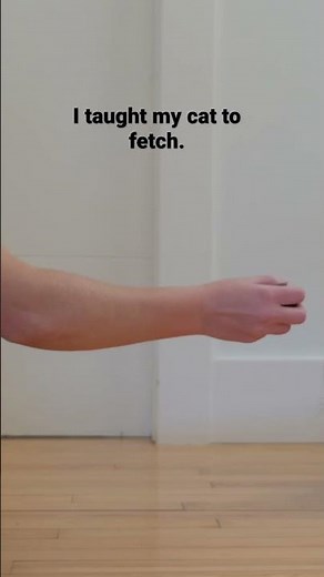 I taught my cat to fetch 🐈‍⬛ 🎾