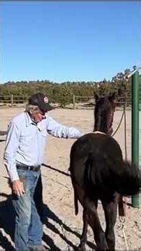 First time for Truco to wear a surcingle. No fuss! #horse #trickhorse #horseriding