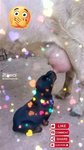 🐶🐐 Achou que Era a Mamãe #shorts