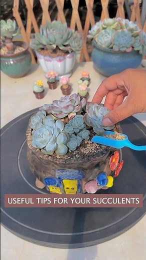 How to Actually Care for Your Succulents (Tips & Tricks)