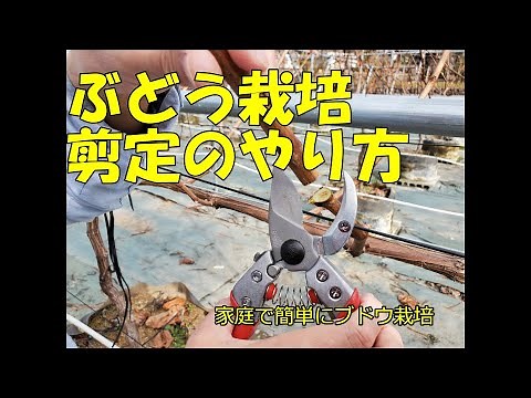 根域制限の葡萄の育て方【剪定のやり方】上手に剪定して良い収穫を狙う。ルートラップポットで育てれば、家庭菜園でも簡単にブドウ栽培ができます。シャインマスカット・ナガノパープルで実践。