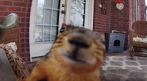 Squirrel Pulls Off The Perfect Crime, Destroys The Camera Evidence