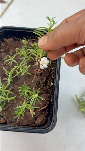 🌱How To Grow 9 O’clock/Portulaca Plant From Cuttings 👍🪴🧑‍🌾🥰|#homegarding #ytshotstrending