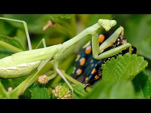 Watch how to sign 'mantis' in American Sign Language.