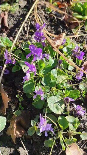 Sweet Pansy (Viola odorata) - in my garden - different color varieties