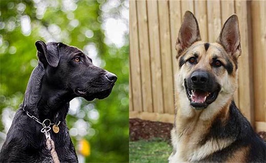 All About The Great Dane German Shepherd Mix (With Pictures)