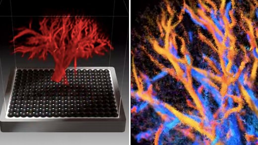 Sci-fi style 4D ultrasound breakthrough reveals full organ blood flow