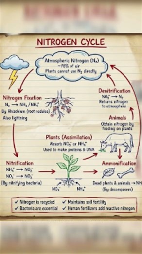 Nitrogen cycle | Global Energy | One Shot