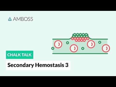 Secondary Hemostasis - Part 3: Coagulation on Negatively Charged Surfaces