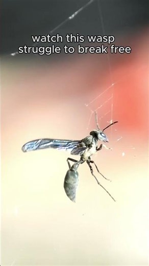 Wasp vs Unbreakable Spider Web #survival #insects #brutal