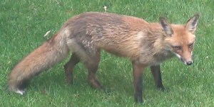 Tips for Dealing with Foxes