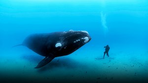 The ocean's glory -- and horror