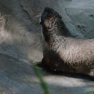 39K views · 3.4K reactions | Gotcha! Cape clawless otters catch prey with their dexterous hands, while other species use their mouths to capture a meal. | San Diego Zoo | Facebook