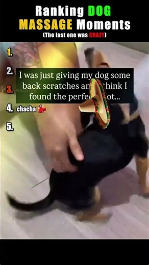 Why Do Dogs Love Massages This Much?