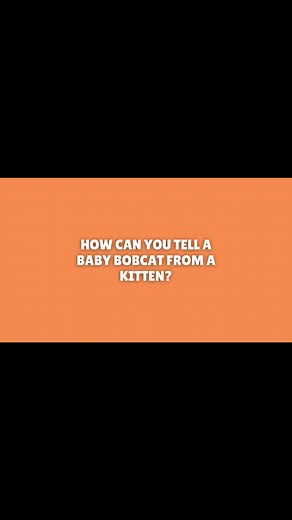 Assorted Animals on TikTok