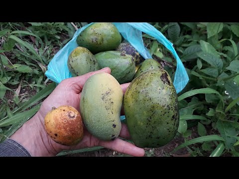 A Manga espada é a melhor?! Qual o melhor tipo de manga pra você?