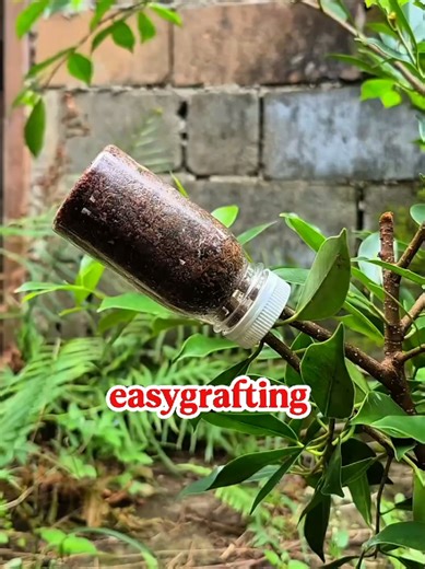 Mastering Air Layering Grafting Techniques for Bonsai