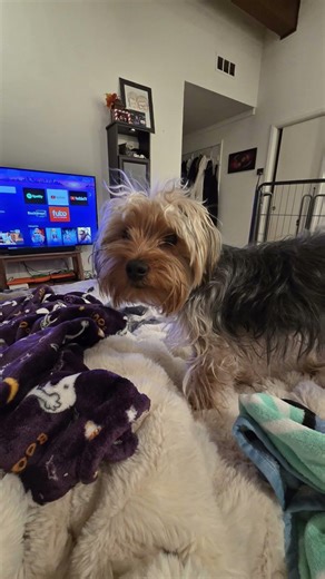 Amber chain #puppy #subscribe