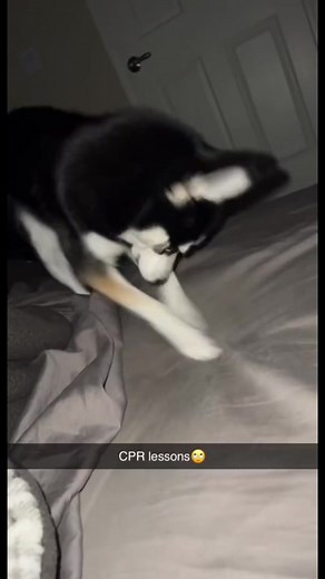 Playful Husky Engages with Human in Funny Bedroom Video