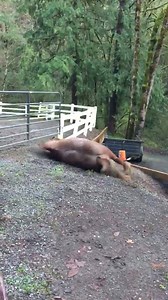 4.7K views · 174 reactions | I finally got out of my paddock today !!! There was a break in the rain !!! I got yelled at for being a brat to my bro Blue . All I can say is you can't handle all this awesome !!! | Fergus | Facebook