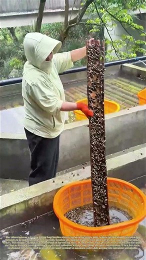 Harvesting Snails: How Farmers Gather Farmed Snails Using Bamboo Slats