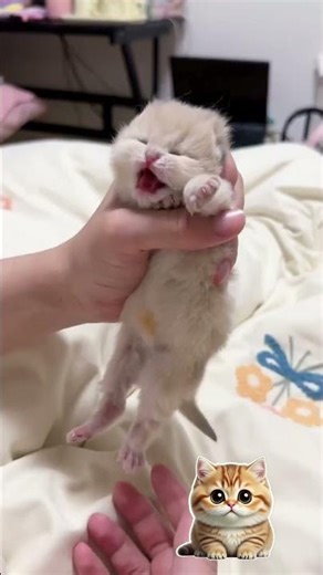 Cute Cats Attack 😍🐾 #cats #cute #adorable