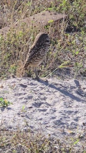 Burrowing Owl, a Protected Species in Florida. Observed in Cape Coral.