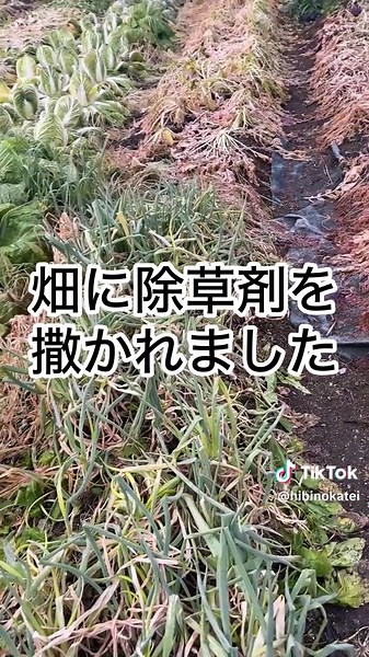 除草剤を撒かれました。 種類や対処など全く分かりません。 どなたか詳しい方助けてください。 #農業 #農業好きな人と繋がりたい #農業女子 #農業男子 #農業初心者 #農業機械 #農業体験 #農業インスタグラム #農業インスタグラム #農業高校 #農薬 #農薬不使用 #農薬化学肥料不使用 #除草剤不使用 #除草剤 #除草剤 #自然農 #自然農法 #自然栽培 #自然食