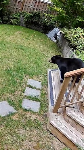 This is one tough pup! 😱 A brave Pomeranian chased a black bear after the massive animal broke into its home. | New York Post