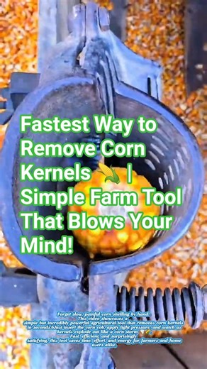 Fastest Way to Remove Corn Kernels 🌽 | Simple Farm Tool That Blows Your Mind!
