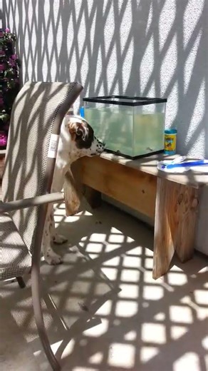 Corvo's First Time Seeing a Fish