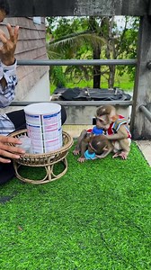 Tiny baby dud wait for milk. | Tom & Jerry Family