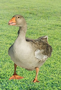 Tula Fighting Geese - An Ancient Russian Fighting Species