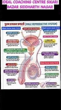 कक्षा - 10 ,और - 12 /का जीव विज्ञान//पुरुष का जननांग//male reproductive system