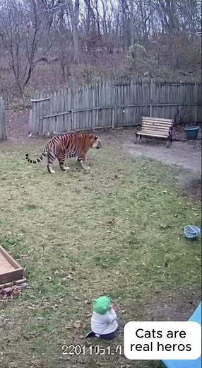 Cat Saves Baby From Tiger – Unbelievable Heroic Rescue Caught on Camera! 😱🐯🐱