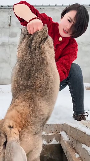 #RabbitLove #BunnyLife #CuteRabbits #RabbitCare #PetRabbits #BunnyAdventures #RabbitCommunity #FluffyFriends | Adorable Fat Rabbit