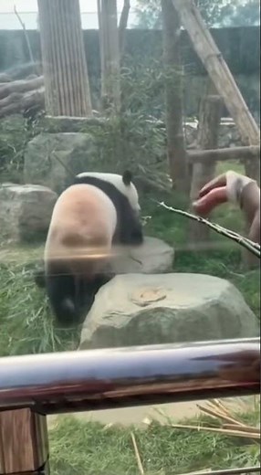 Lazy Panda… Panda Gave Him the Stinkiest Fart Ever! 🐼💨🤮