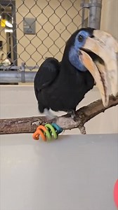 The cutest game of catch behind the scenes with 29-year-old wrinkled hornbill Pilai! ❤️ The median life expectancy for female wrinkled hornbills in human care is 10.6 years. 📹: Assistant curator Erin | Point Defiance Zoo & Aquarium