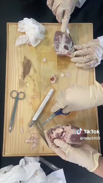 Heart dissection class🫀 #explore #ibdp #fyp #bahrain #alrawabi #dissectionlab